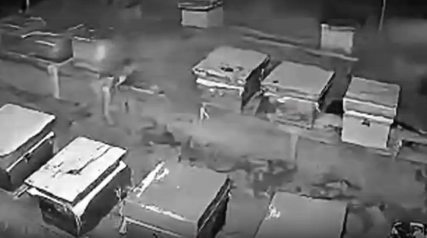 Arıcıların 4 kovan balını yiyen bozayı kamerada!