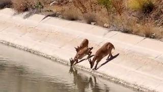 Darende'de yaban keçileri sulama kanalında görüntülendi
