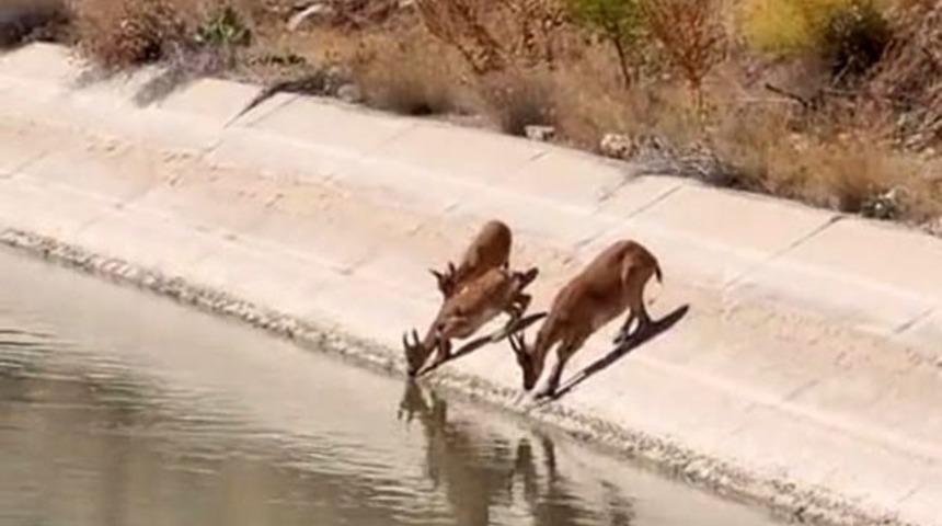 Darende'de yaban keçileri sulama kanalında görüntülendi