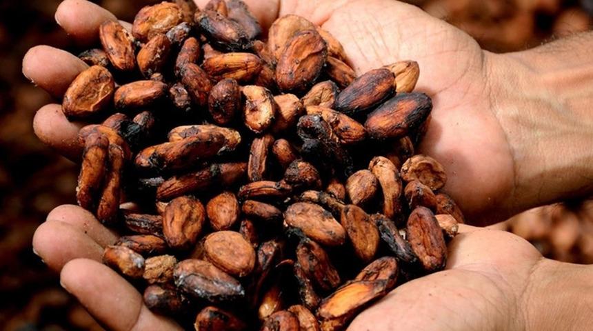 Geçen yıl rekor kırmıştı! Kakao fiyatları yüzde 40'tan fazla geriledi