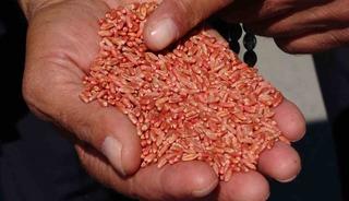 Van’da tarıma destek: 3 yılda 11 bin 322 ton tohum dağıtıldı