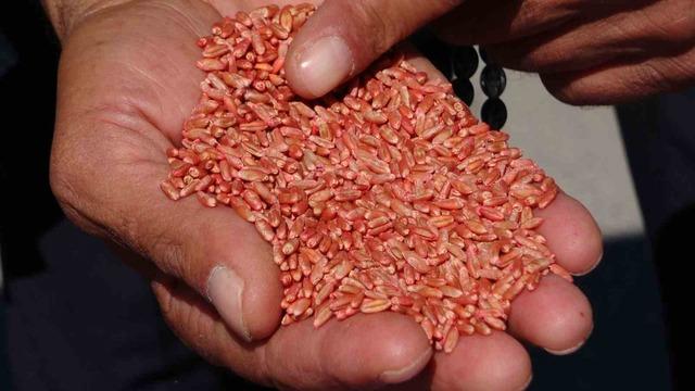 Van’da tarıma destek: 3 yılda 11 bin 322 ton tohum dağıtıldı