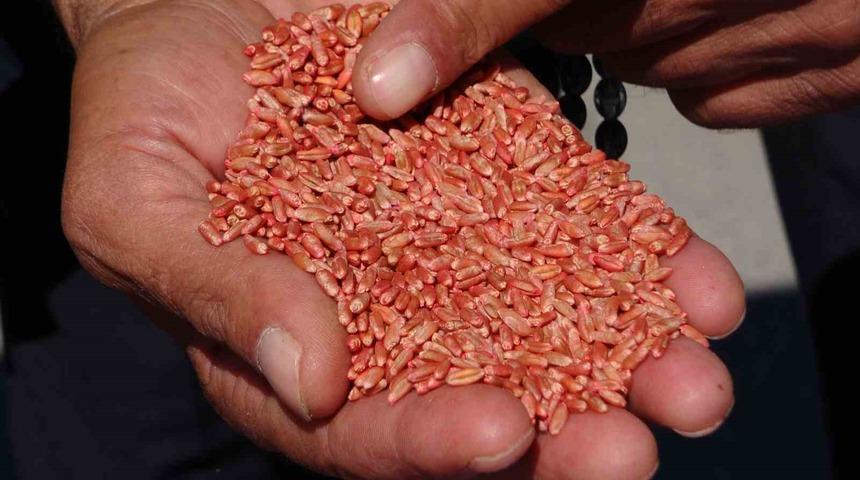 Van’da tarıma destek: 3 yılda 11 bin 322 ton tohum dağıtıldı