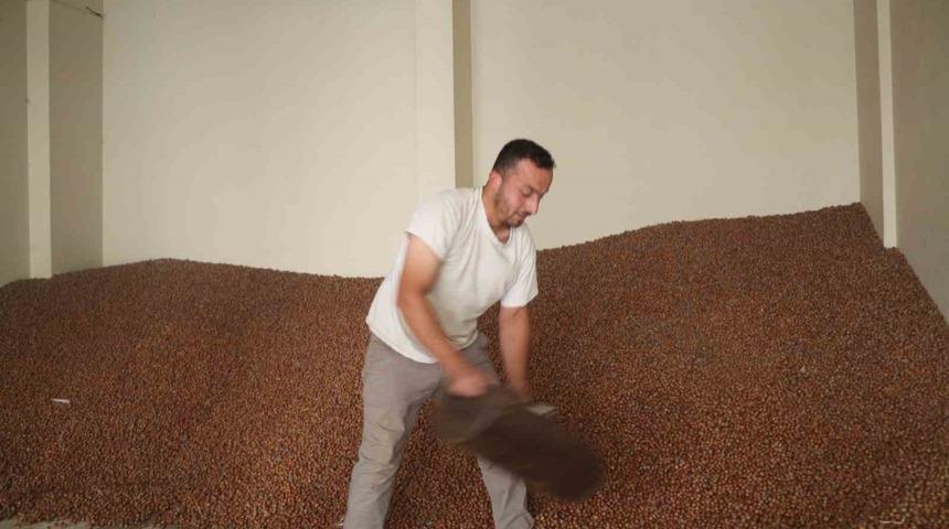 Tüccarlar fındık fiyatı konusunda farklı görüşte