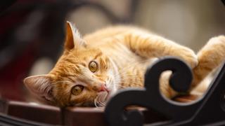 Kediler neden tüy döker? Sebebi nedir?