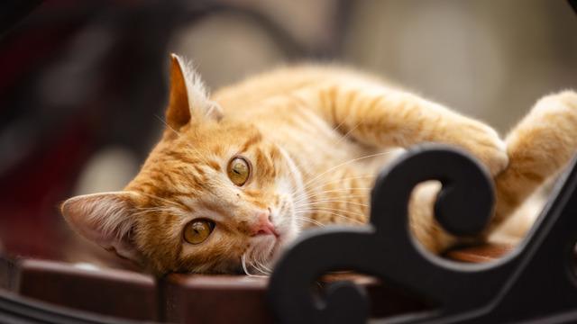 Kediler neden tüy döker? Sebebi nedir?