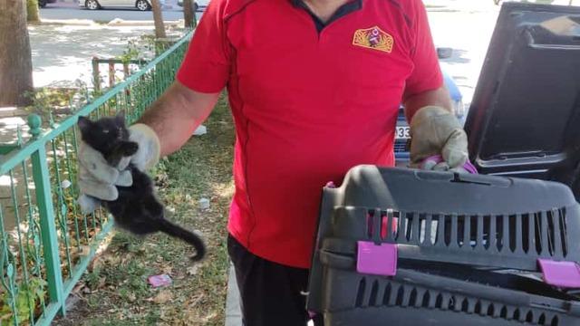 Erzincan'da aracın motor kısmına giren kedi yavrusunu itfaiye kurtardı