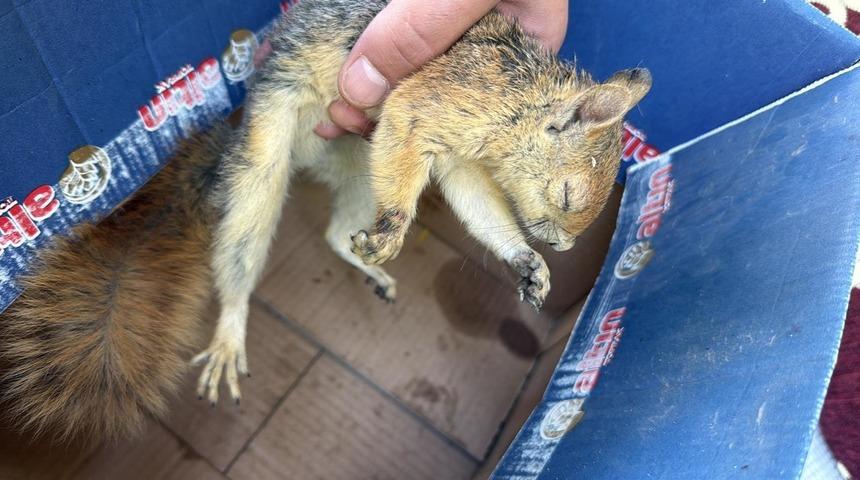 Şırnak'ta yaralı ve bitkin bulunan 3 kuş ile sincap tedavi altına alındı