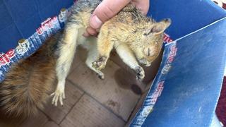 Şırnak'ta yaralı ve bitkin bulunan 3 kuş ile sincap tedavi altına alındı