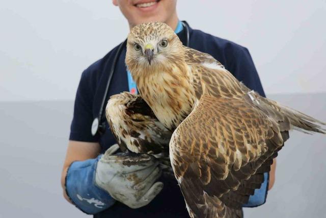 Sivas’ta kanadından vurulan kızıl şahin, tedavi altına alındı 4