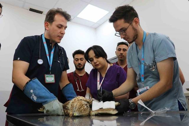 Sivas’ta kanadından vurulan kızıl şahin, tedavi altına alındı 3