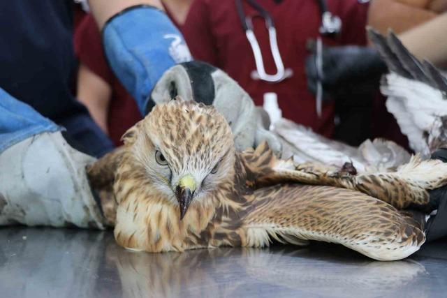 Sivas’ta kanadından vurulan kızıl şahin, tedavi altına alındı 2