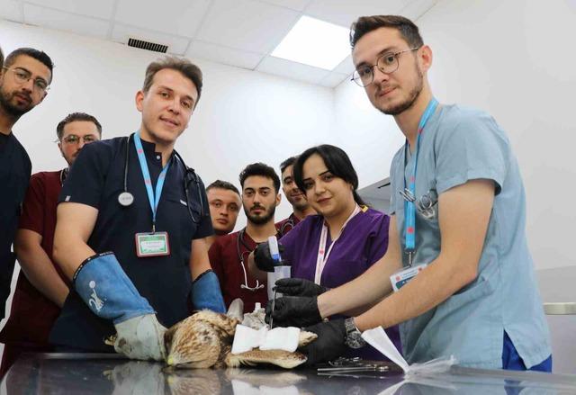 Sivas’ta kanadından vurulan kızıl şahin, tedavi altına alındı 1