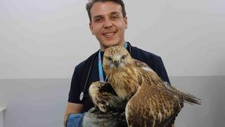 Sivas’ta kanadından vurulan kızıl şahin, tedavi altına alındı