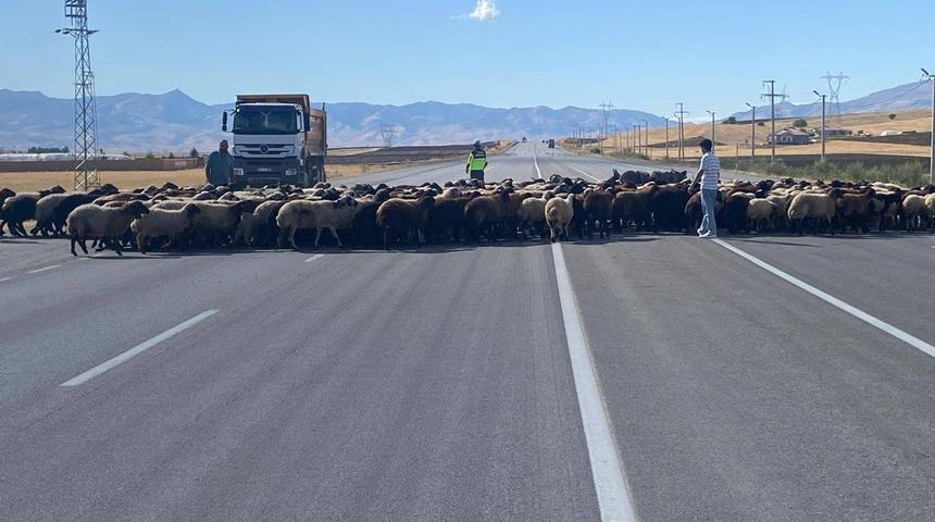 Muş'ta ‘Güvenli Hayvan Geçişleri Projesi' uygulandı