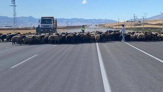 Muş'ta ‘Güvenli Hayvan Geçişleri Projesi' uygulandı