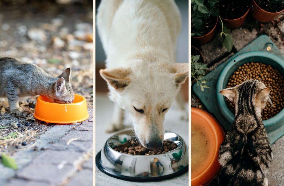 Petzzshop ta Sevgi Dolu İndirimler kampanyası başladı 4