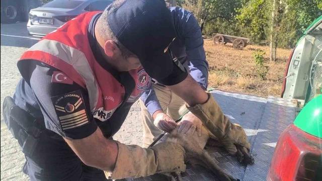 Yaralı tilki tedavi altına alındı 1