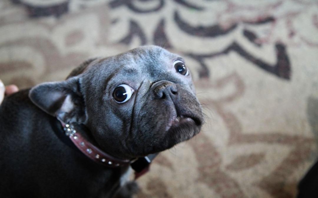 İtalya da köpeklere turist vergisi başlıyor 2