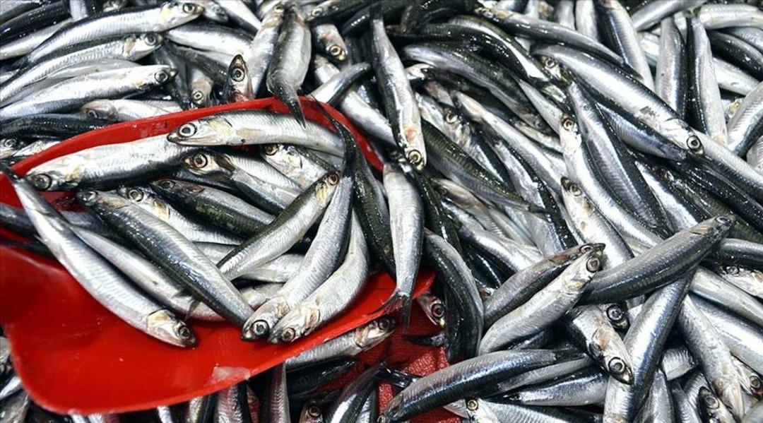 Balık sezonu açıldı! Menopoz döneminde daha çok yiyin uyarısı! Uzmanlar: “Haftada en az 2 kez tüketin” 3