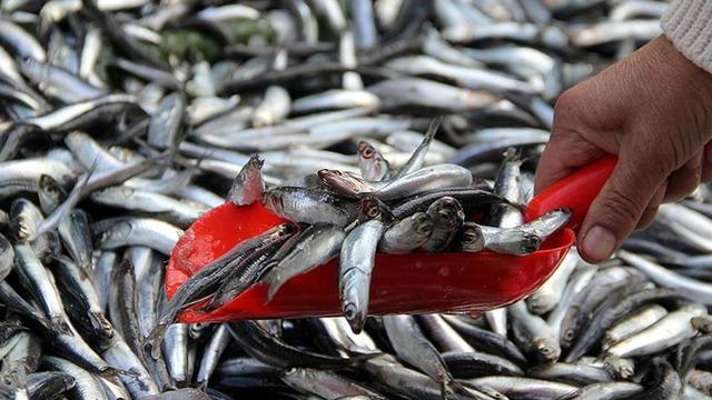 Balık sezonu açıldı! Menopoz döneminde daha çok yiyin uyarısı! Uzmanlar: “Haftada en az 2 kez tüketin”