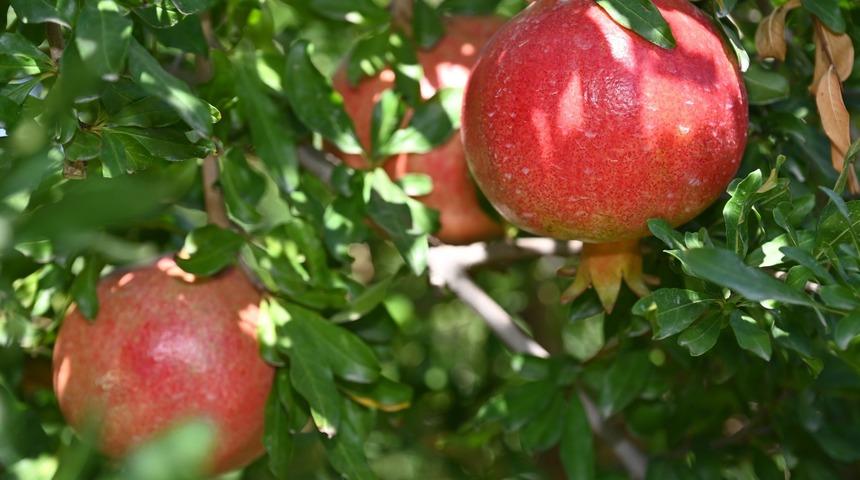 Denizli’de nar hasadı başladı