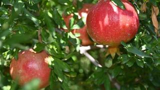 Denizli’de nar hasadı başladı