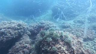 Marmara Denizi’nde yeni müsilaj alarmı