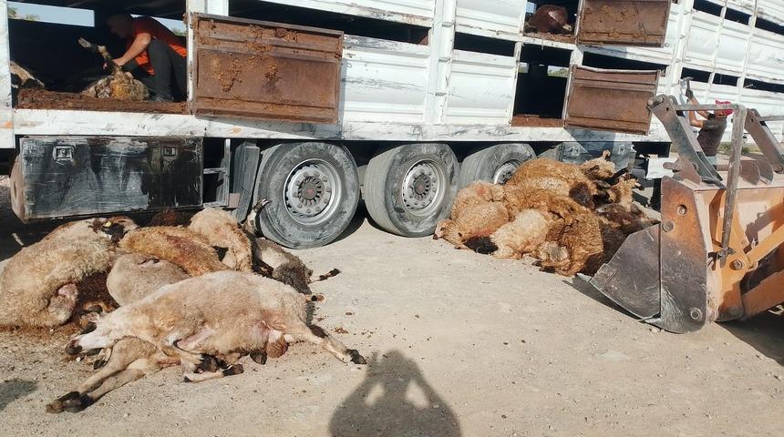 Devrilen tırdaki 147 küçükbaş hayvan telef oldu