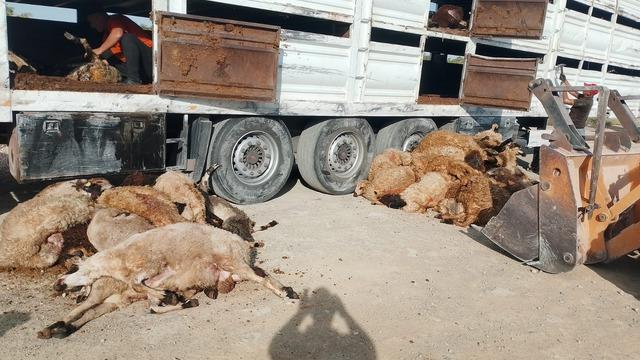 Devrilen tırdaki 147 küçükbaş hayvan telef oldu