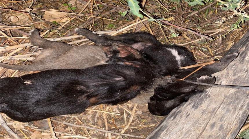 Tokat'ta vahşet! 3 yavru köpek birbirlerine iple bağlanarak boğulmuş halde bulundu