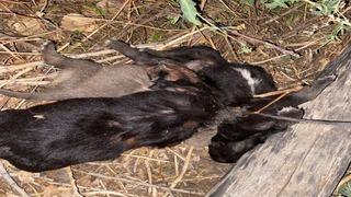 Tokat'ta vahşet! 3 yavru köpek birbirlerine iple bağlanarak boğulmuş halde bulundu