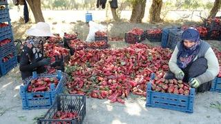 Erzincan’da 100 tonluk üretim hedefi gerçek oldu!