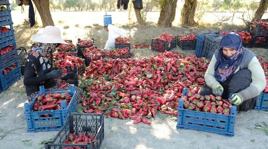 Erzincan’da 100 tonluk üretim hedefi gerçek oldu!