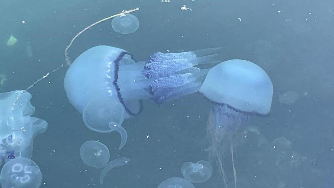 Yer: Bursa! Yüzlercesi ölüp karaya vurdu! Nedeni bakın ne çıktı 1