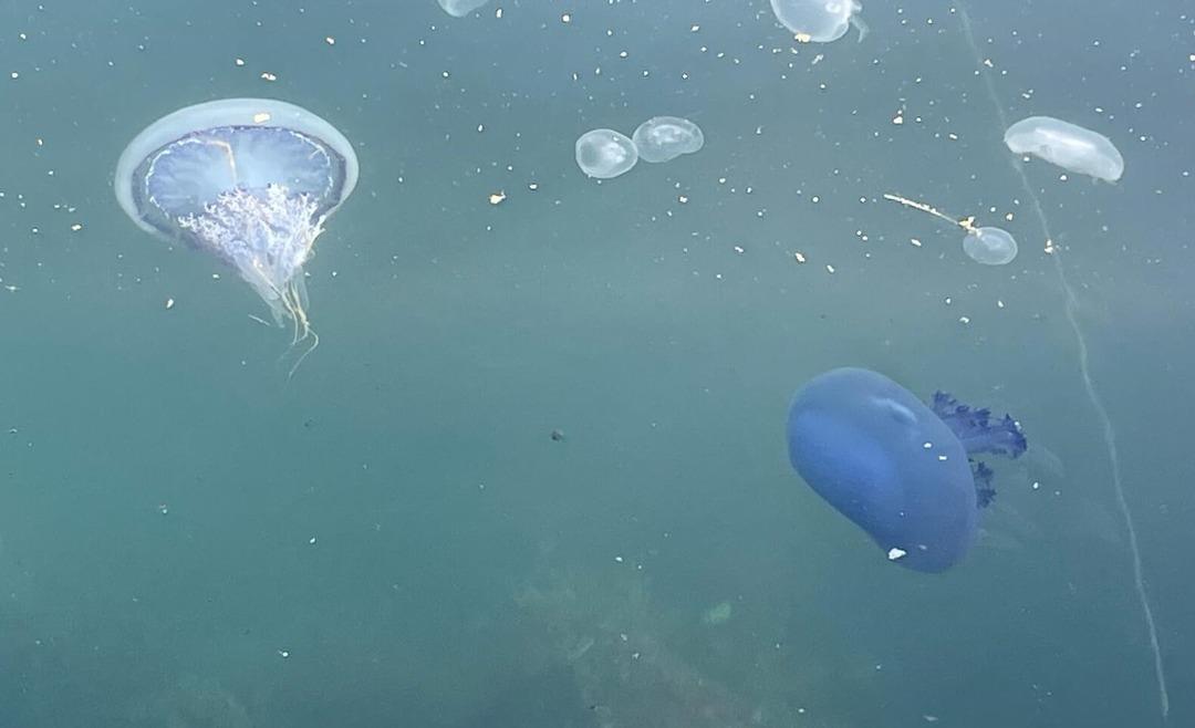 Yer: Bursa! Yüzlercesi ölüp karaya vurdu! Nedeni bakın ne çıktı 2