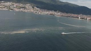 Yer: Bursa! Yüzlercesi ölüp karaya vurdu! Nedeni bakın ne çıktı