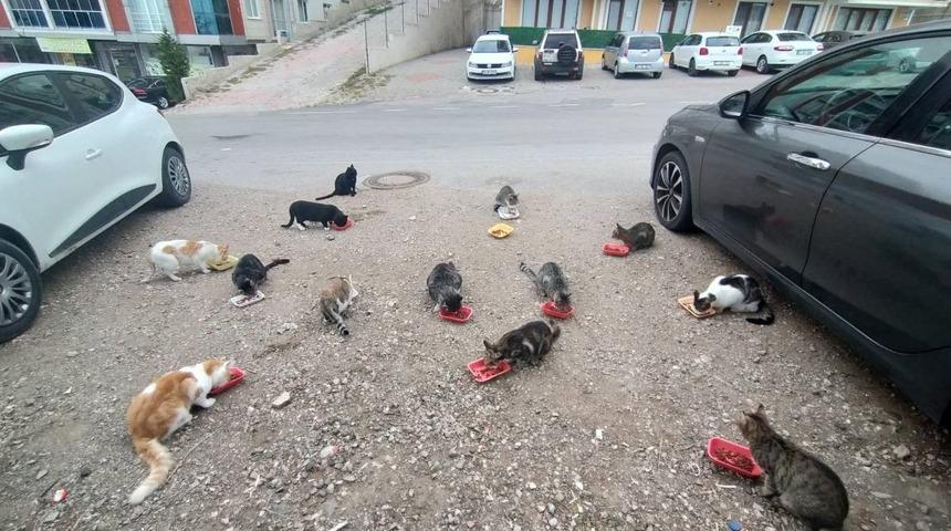 Evinin önüne gelen kedileri her sabah besliyor