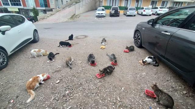 Evinin önüne gelen kedileri her sabah besliyor