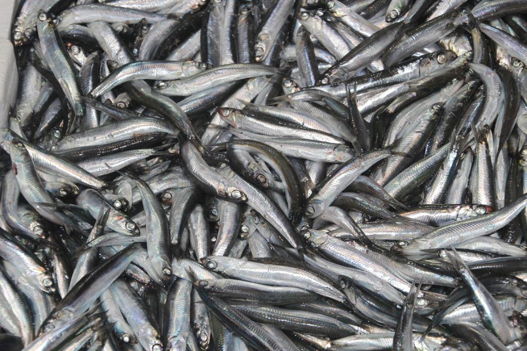 Hamsinin kilosu kaç? Tezgahların yeni gözdesi: Hamsi Balık tezgahlarında güncel fiyatlar nedir? 1