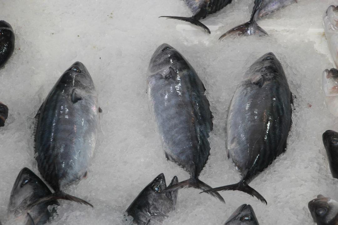 Hamsinin kilosu kaç? Tezgahların yeni gözdesi: Hamsi Balık tezgahlarında güncel fiyatlar nedir? 4