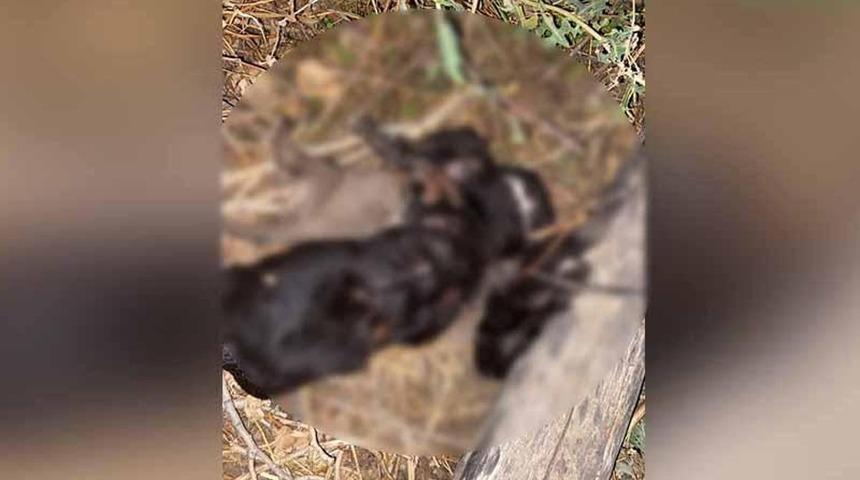Ölü bulunan 4 köpek yavrusu, saman ipine dolanmış