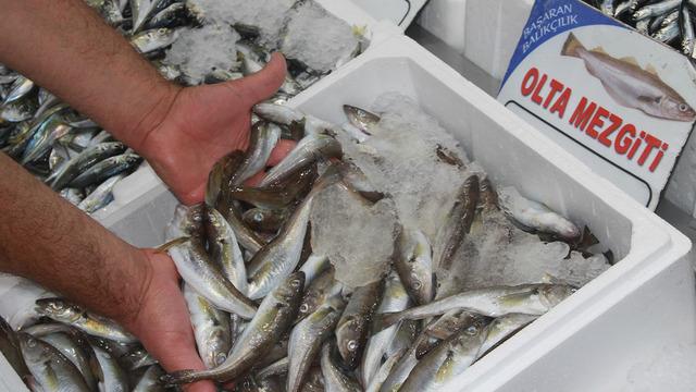 Hamsinin kilosu kaç? Tezgahların yeni gözdesi: 'Hamsi' Balık tezgahlarında güncel fiyatlar nedir?