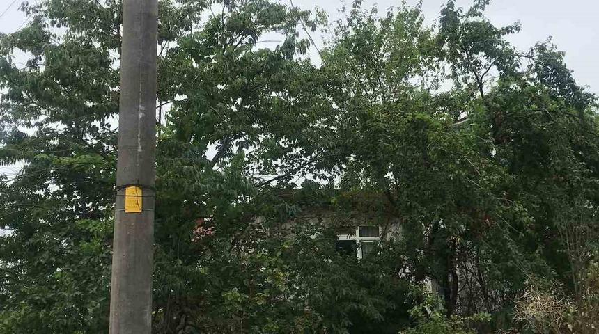 Ağaçların içinden geçen elektrik telleri tehlike saçıyor