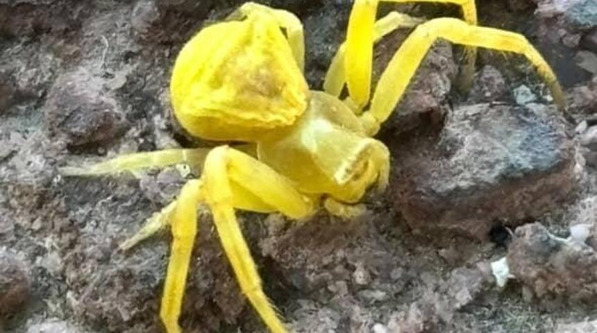 Elazığ’da Sarı Yengeç örümceği görüldü