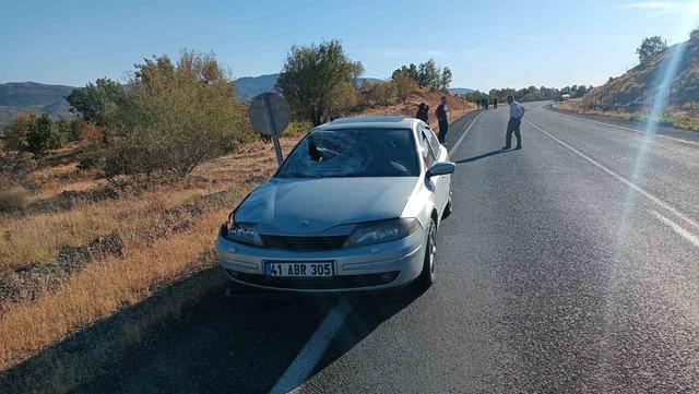 Elazığ’da otomobilin çarptığı at telef oldu 1