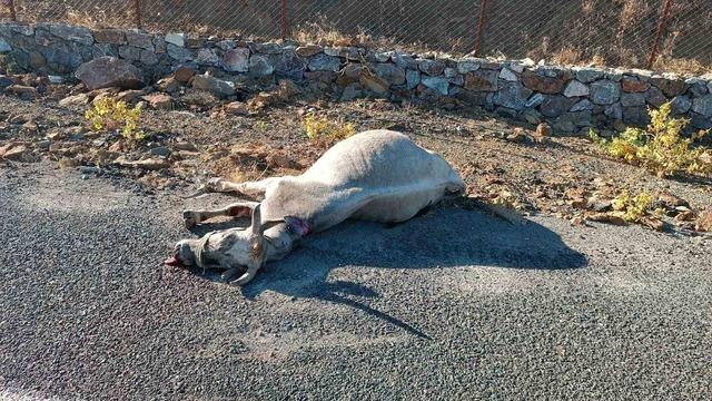 Elazığ’da otomobilin çarptığı at telef oldu