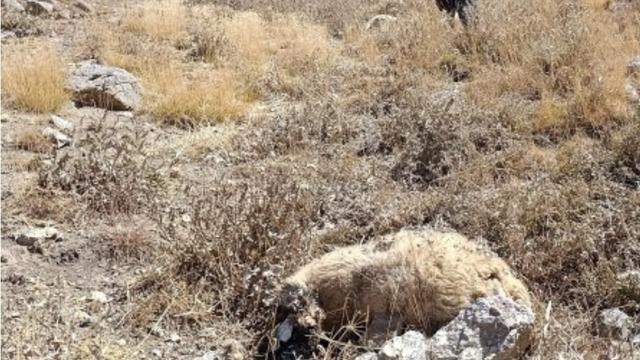 Başkale’de kurt saldırısı: Onlarca koyun telef oldu