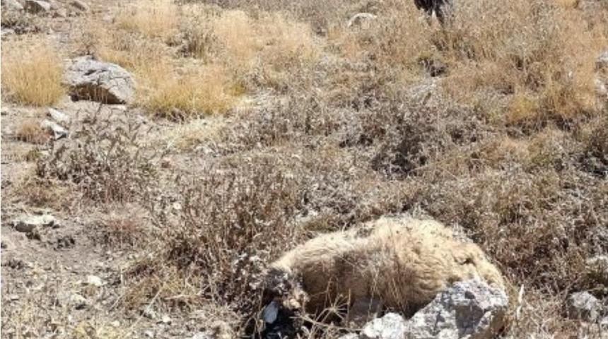 Başkale’de kurt saldırısı: Onlarca koyun telef oldu