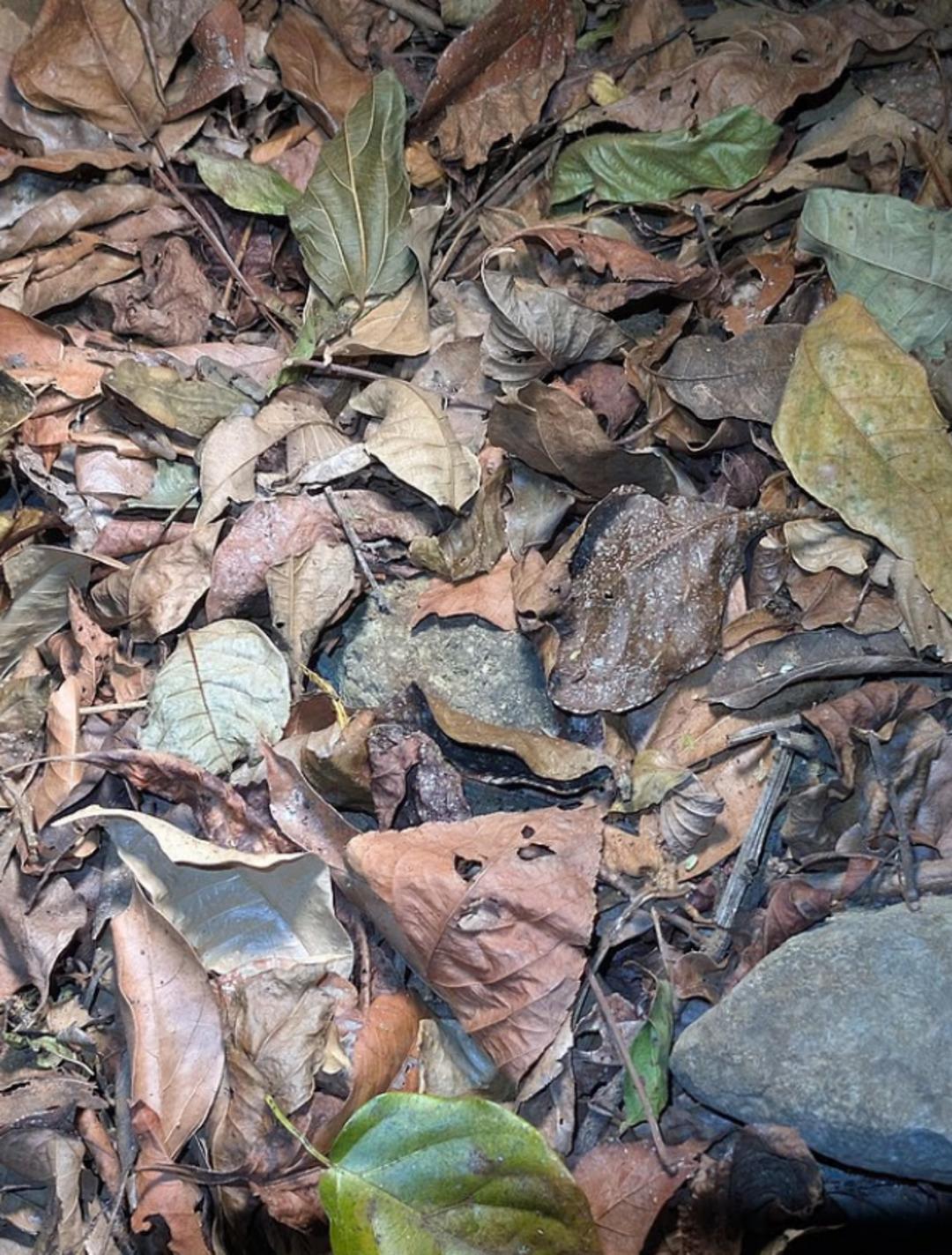 Kurbağayı bulmak neredeyse imkansız: İnternet bu fotoğrafa takıldı! 1